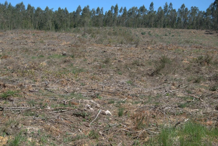 Terreno para Venda em Redinha Foto 13