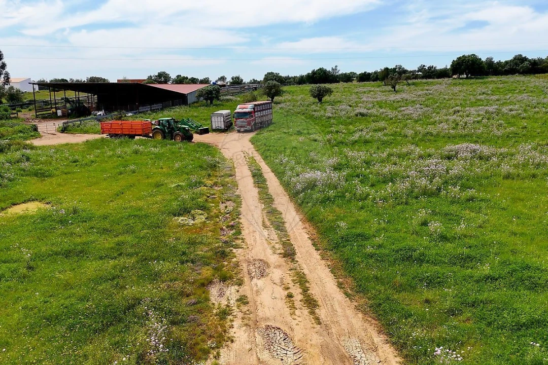 Terreno para Venda em Alcaçovas Foto 10