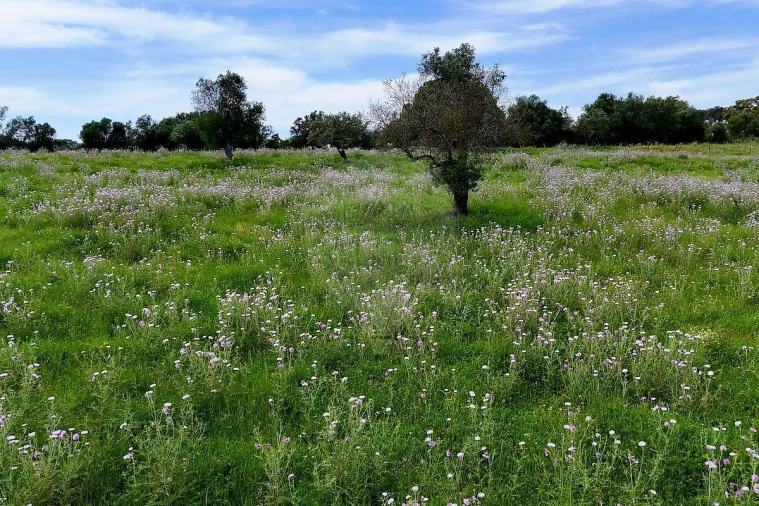 Terreno para Venda em Alcaçovas Foto 8