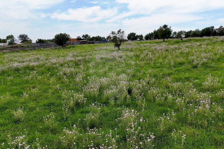 Terreno para Venda em Alcaçovas Foto 5