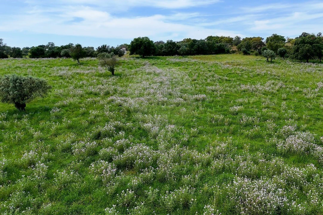 Terreno para Venda em Alcaçovas Foto 9