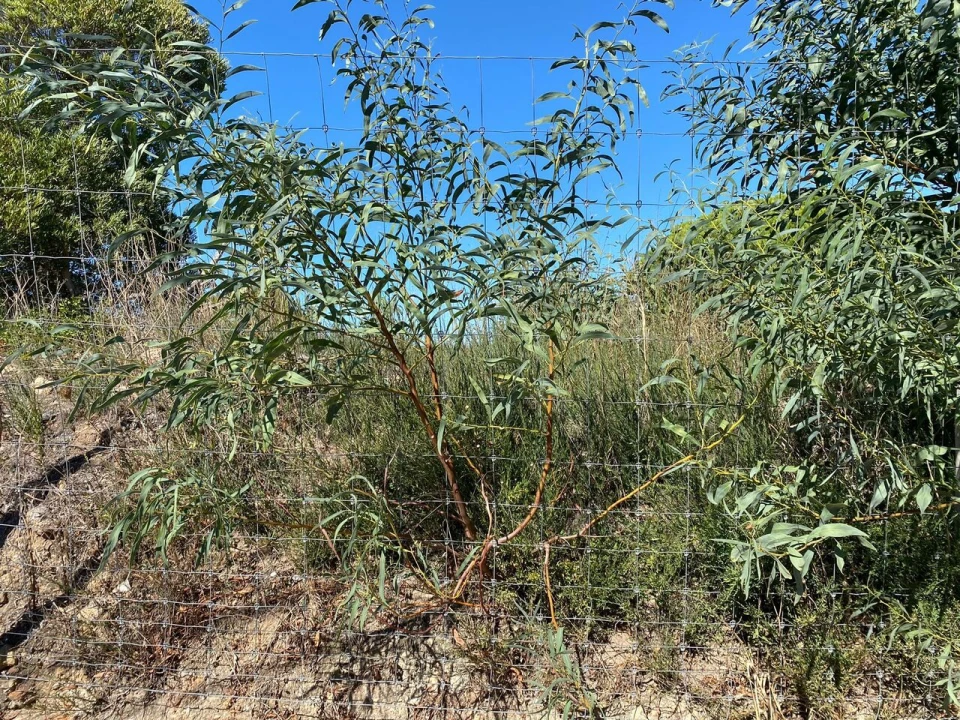 Terreno para Venda em Cascais e Estoril Foto 22