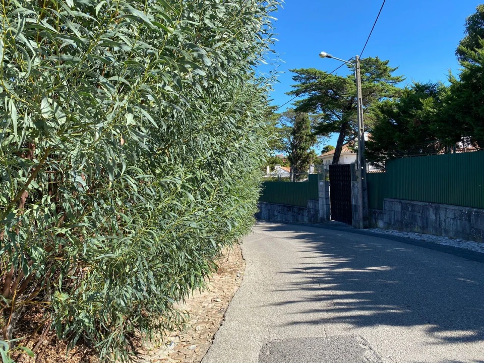 Terreno para Venda em Cascais e Estoril Foto 26