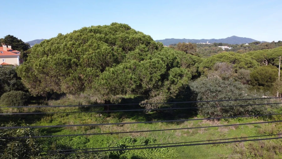Terreno para Venda em Cascais e Estoril Foto 30