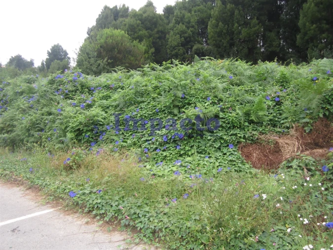 Terreno para Venda em Vila de Cucujães Foto 4