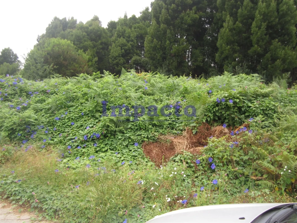 Terreno para Venda em Vila de Cucujães Foto 6