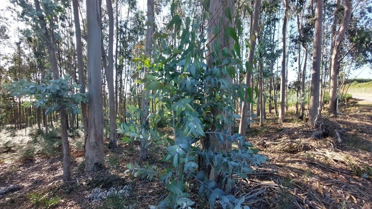 Terreno para Venda em Escapães Foto 5
