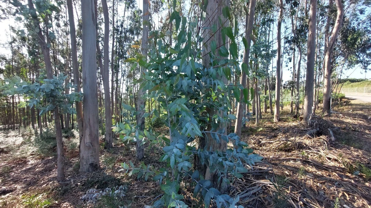 Terreno para Venda em Escapães Foto 6