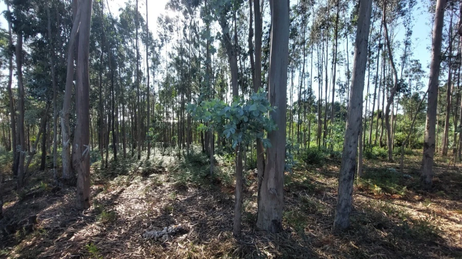 Terreno para Venda em Escapães Foto 4