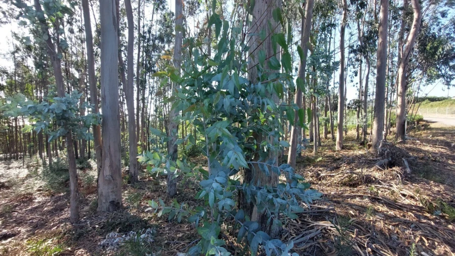 Terreno para Venda em Escapães Foto 6