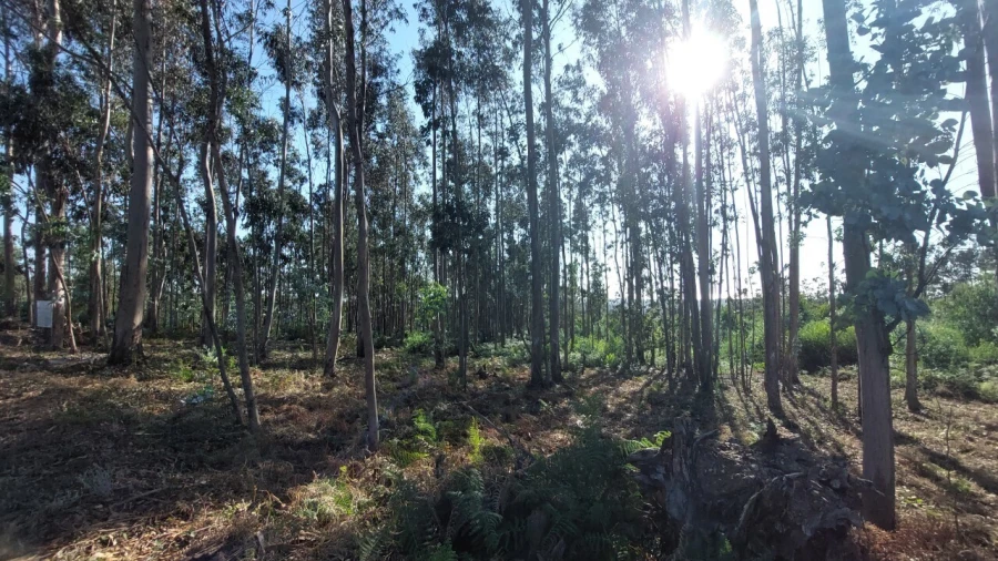 Terreno para Venda em Escapães Foto 7