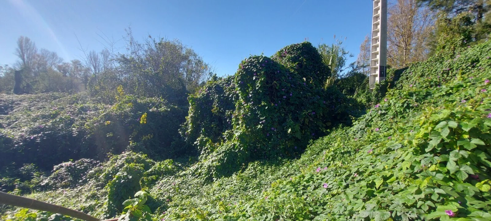 Terreno para Venda em Sé Nova, Santa Cruz, Almedina e São Bartolomeu Foto 21