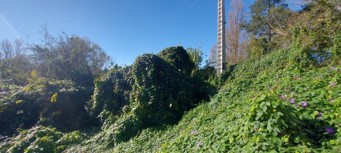 Terreno para Venda em Sé Nova, Santa Cruz, Almedina e São Bartolomeu Foto 20