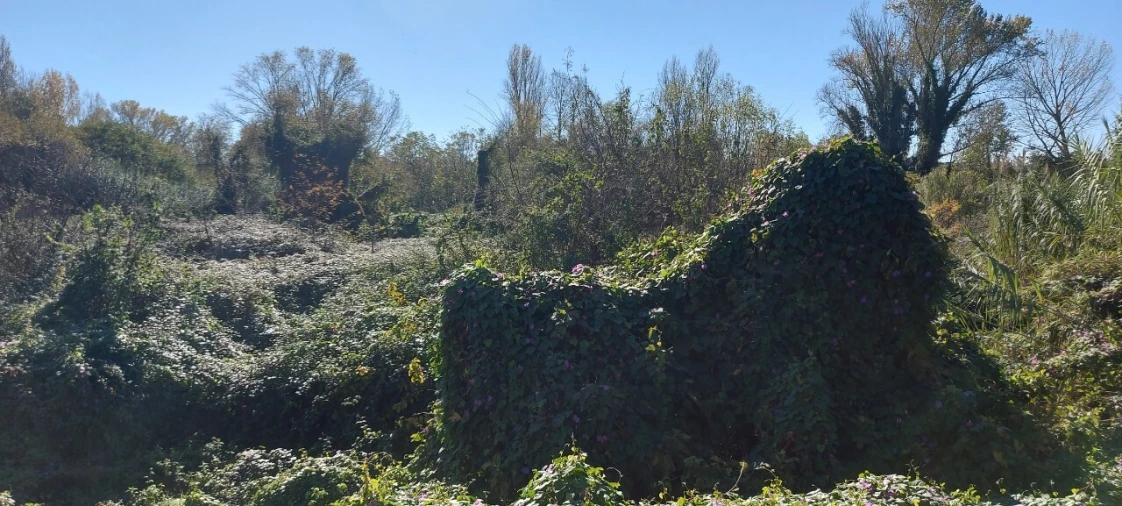 Terreno para Venda em Sé Nova, Santa Cruz, Almedina e São Bartolomeu Foto 12