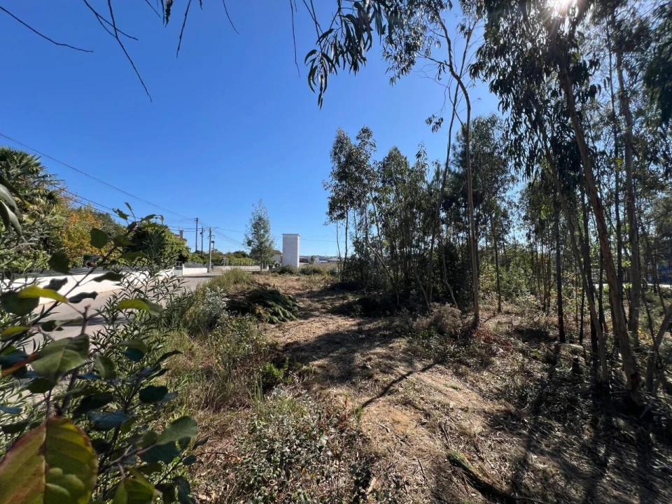 Terreno para Venda em Pinheiro da Bemposta, Travanca e Palmaz Foto 17