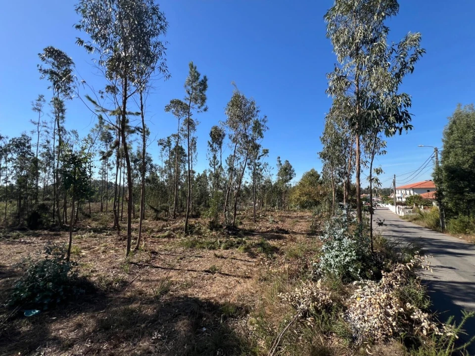 Terreno para Venda em Pinheiro da Bemposta, Travanca e Palmaz Foto 10