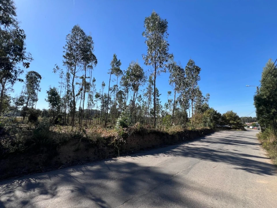 Terreno para Venda em Pinheiro da Bemposta, Travanca e Palmaz Foto 15