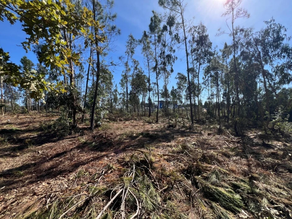 Terreno para Venda em Pinheiro da Bemposta, Travanca e Palmaz Foto 16