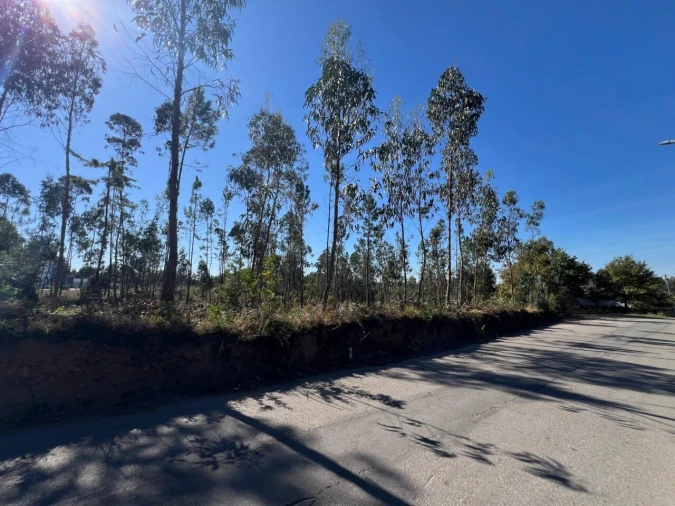 Terreno para Venda em Pinheiro da Bemposta, Travanca e Palmaz Foto 9