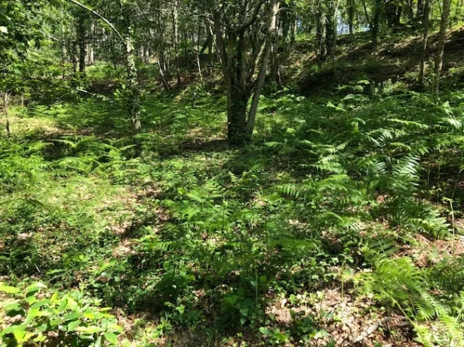 Terreno para Venda em Melres e Medas Foto 12