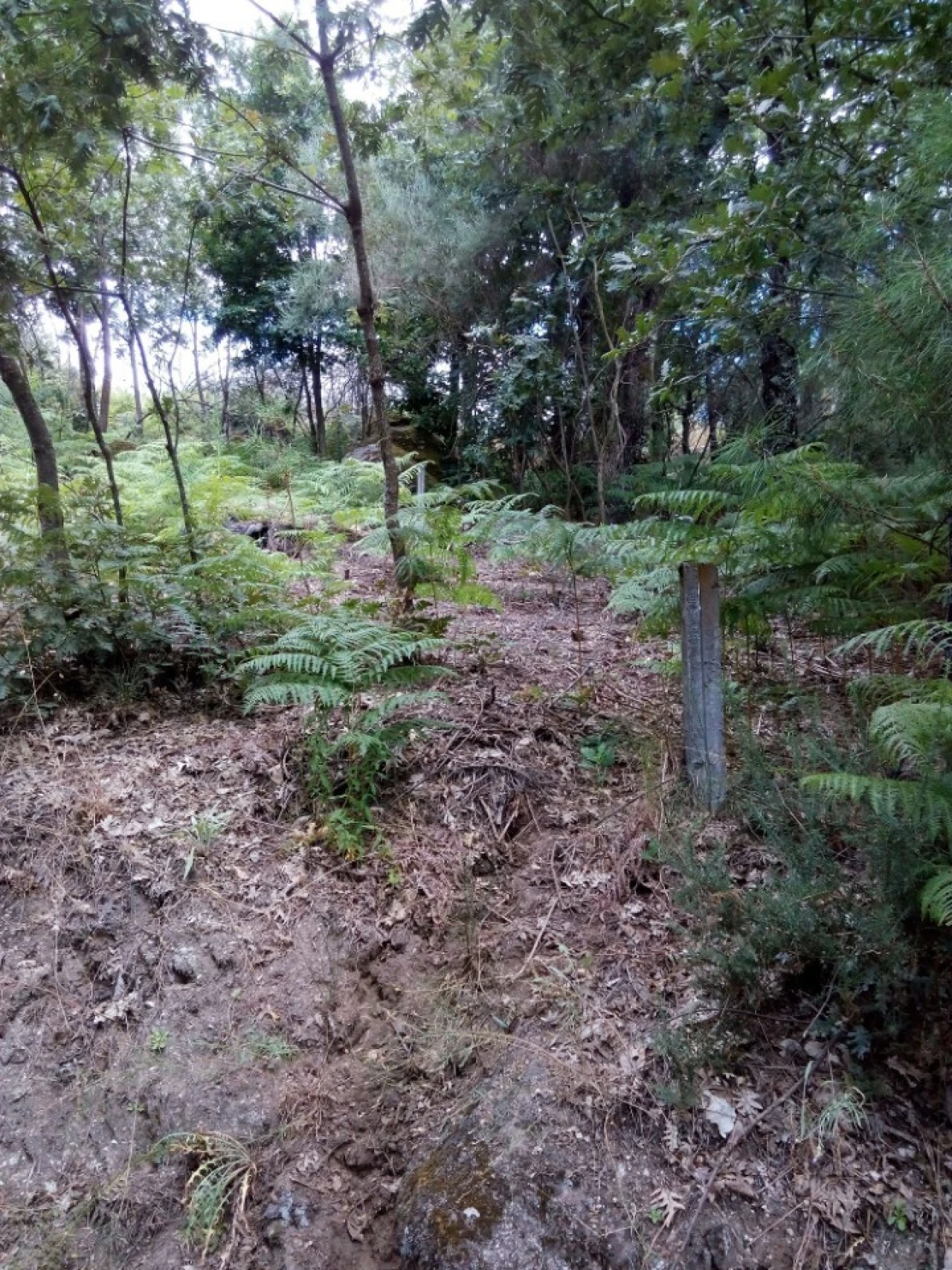 Terreno para Venda em Valadares Foto 3