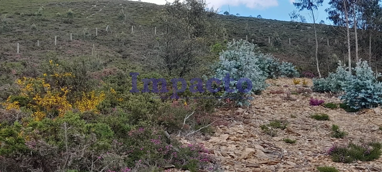 Terreno para Venda em Milheiros de Poiares Foto 6