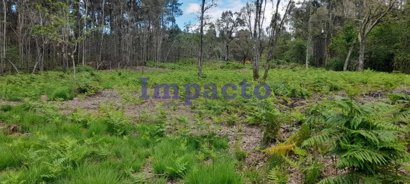 Terreno para Venda em Milheiros de Poiares Foto 6