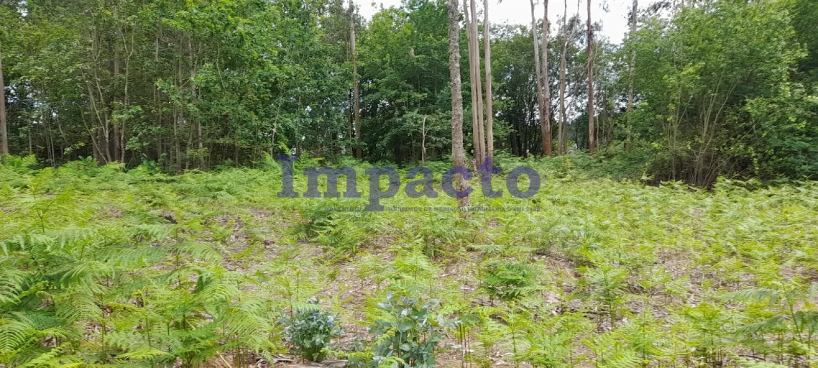Terreno para Venda em Milheiros de Poiares Foto 11