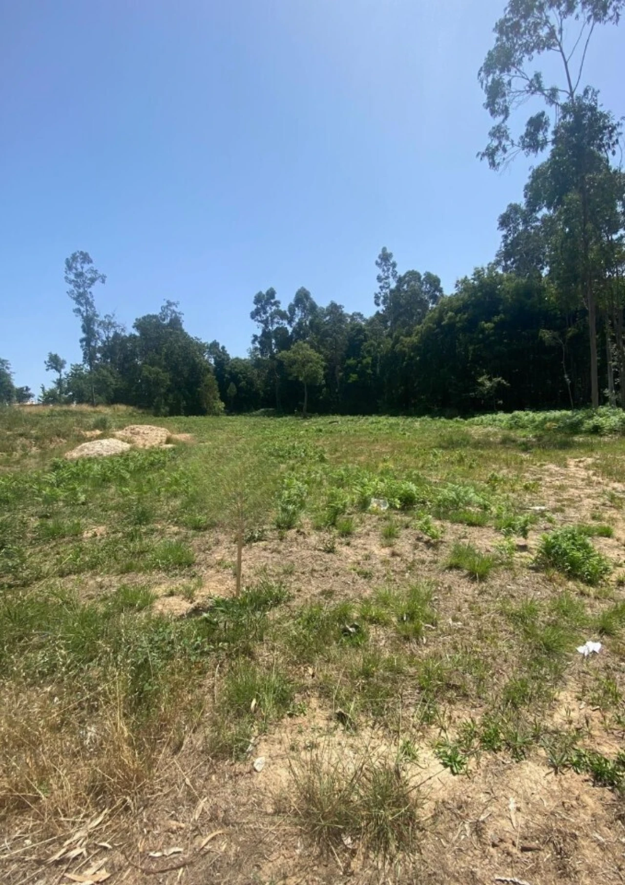 Terreno para Venda em São Miguel do Souto e Mosteirô Foto 3