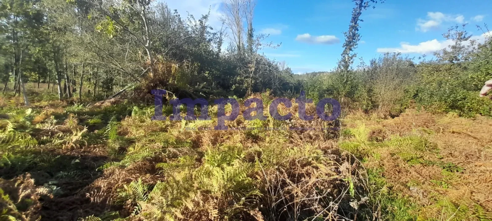 Terreno para Venda em Lobão, Gião, Louredo e Guisande Foto 6
