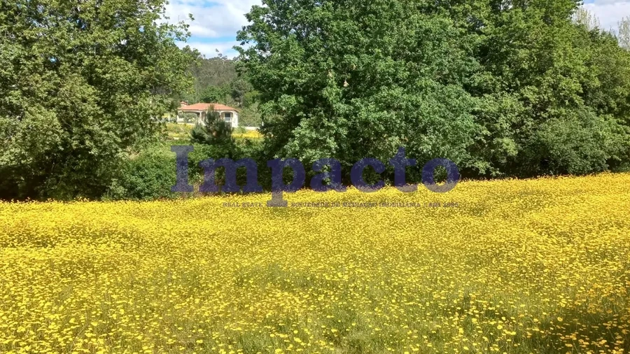 Terreno para Venda em Escariz