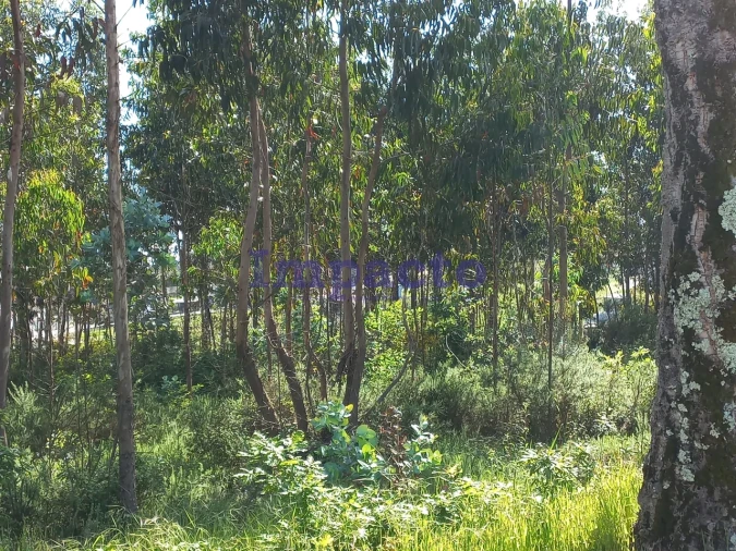 Terreno para Venda em Escariz Foto 4