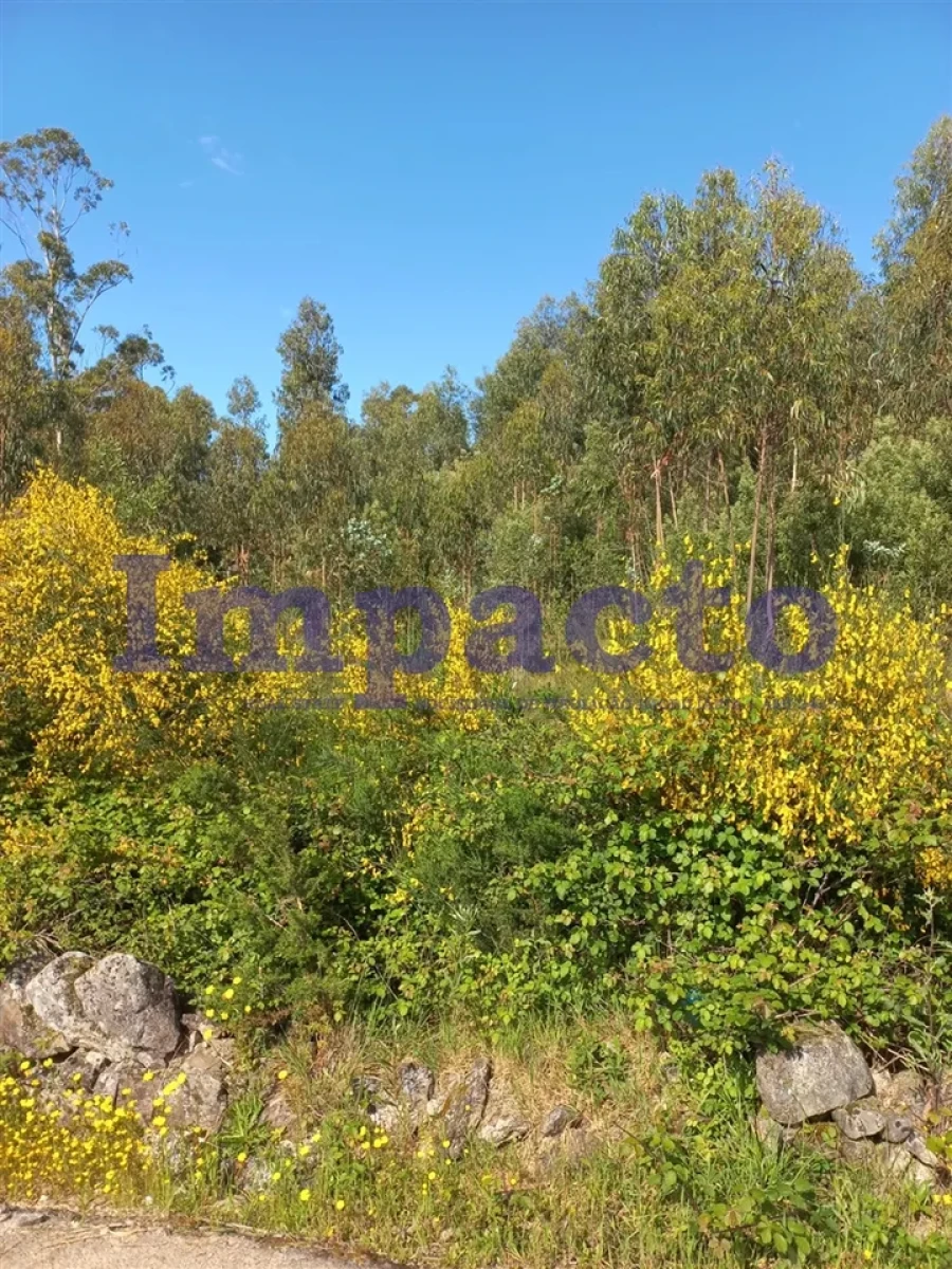 Terreno para Venda em Escariz Foto 4