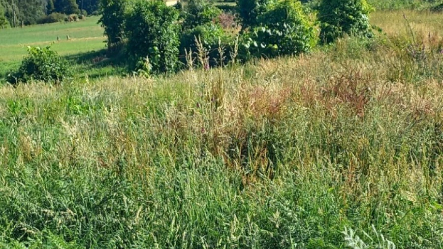 Terreno para Venda em Escariz