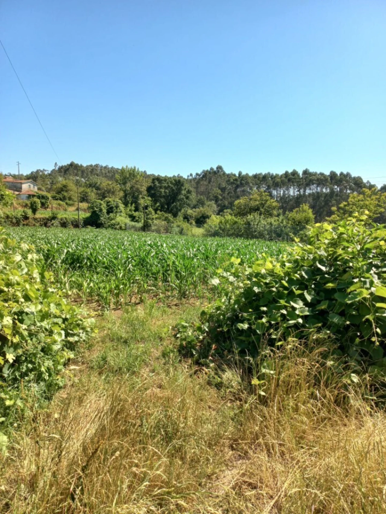 Terreno para Venda em Escariz Foto 2