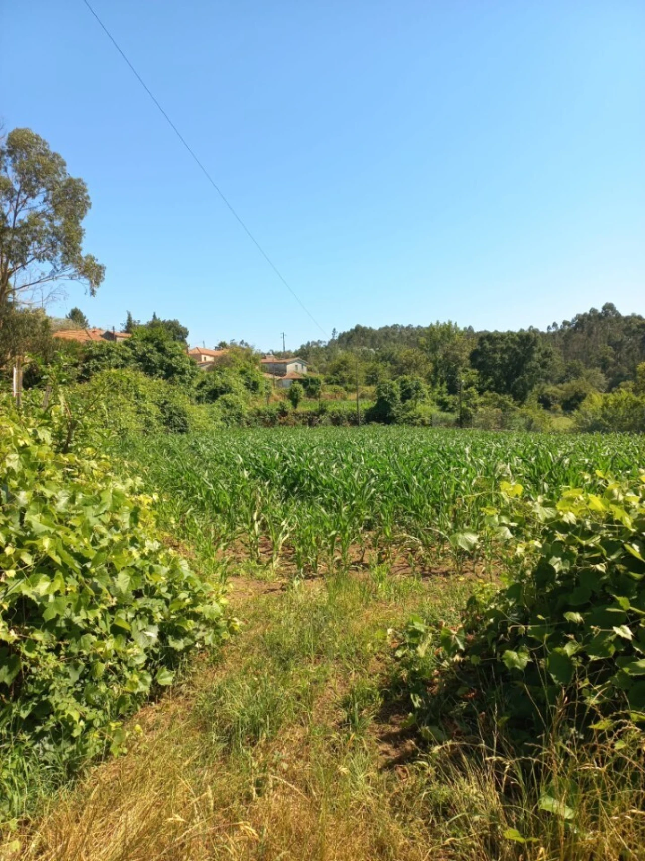 Terreno para Venda em Escariz Foto 3