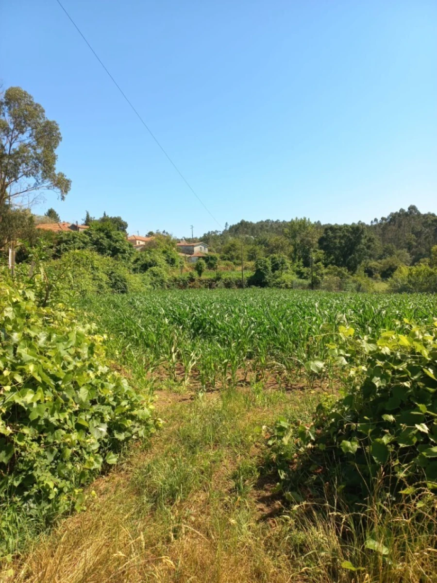 Terreno para Venda em Escariz Foto 3