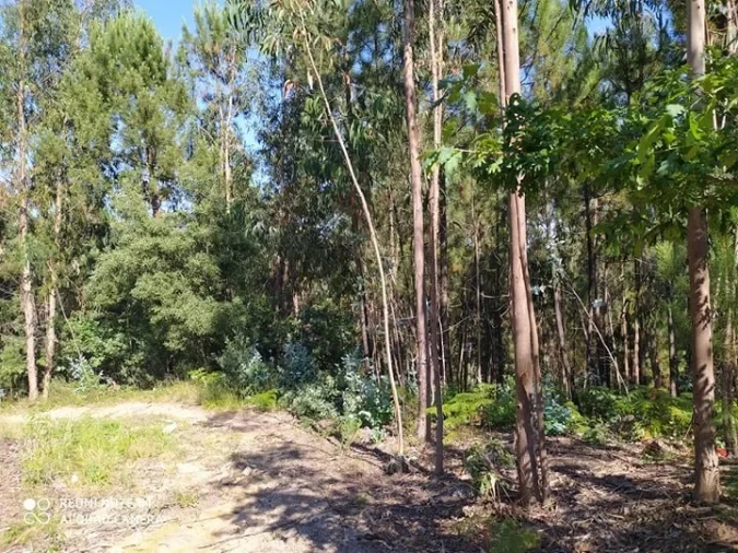 Terreno para Venda em Carregosa Foto 5