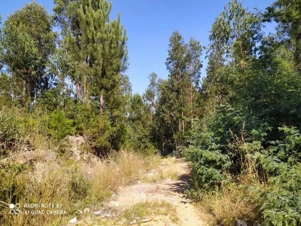 Terreno para Venda em Carregosa Foto 6