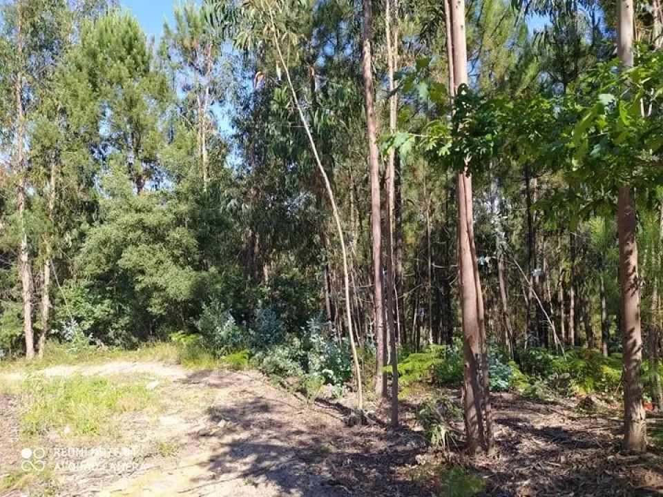 Terreno para Venda em Carregosa Foto 5