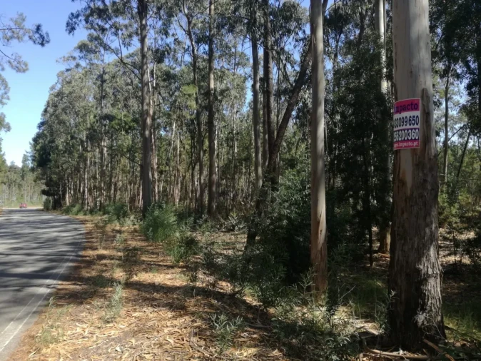Terreno para Venda em Avanca Foto 5