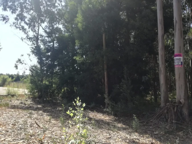 Terreno para Venda em Avanca Foto 6