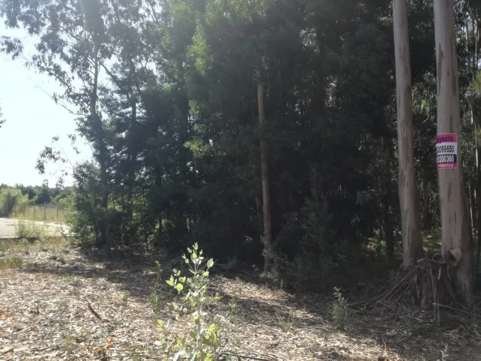 Terreno para Venda em Avanca Foto 6