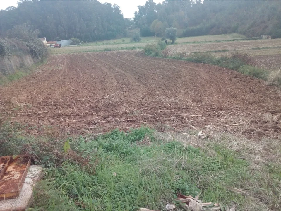 Terreno para Venda em Vila de Cucujães Foto 1