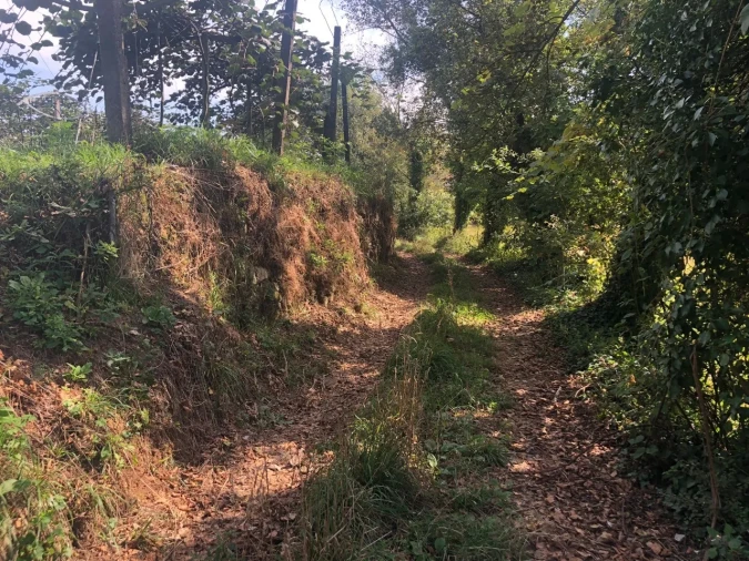 Terreno para Venda em Caldas de São Jorge e Pigeiros Foto 5