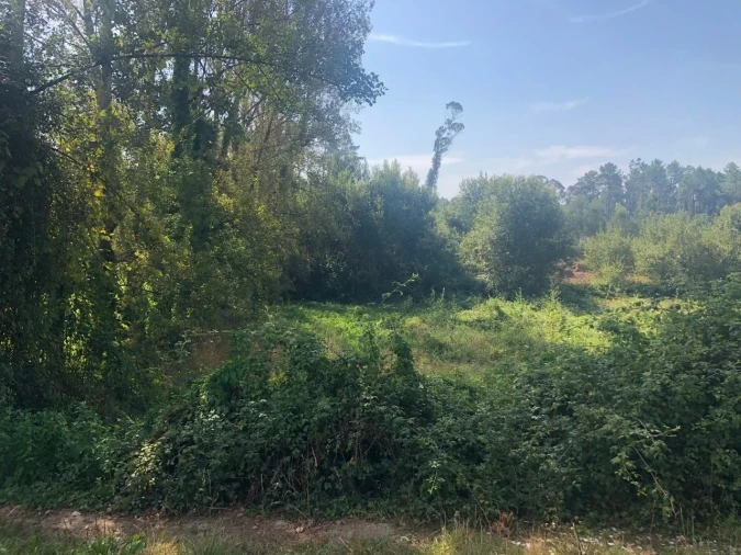 Terreno para Venda em Caldas de São Jorge e Pigeiros Foto 6