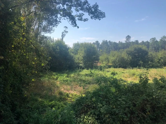 Terreno para Venda em Caldas de São Jorge e Pigeiros Foto 7