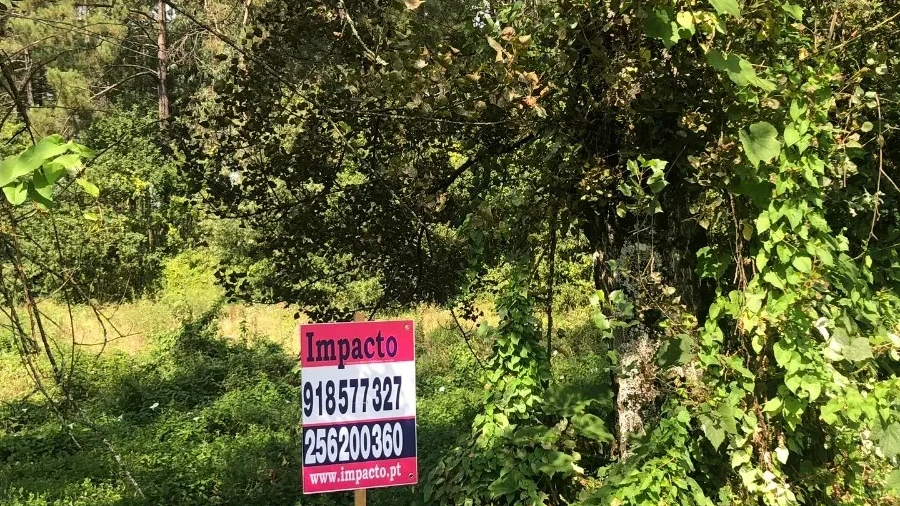 Terreno para Venda em Caldas de São Jorge e Pigeiros