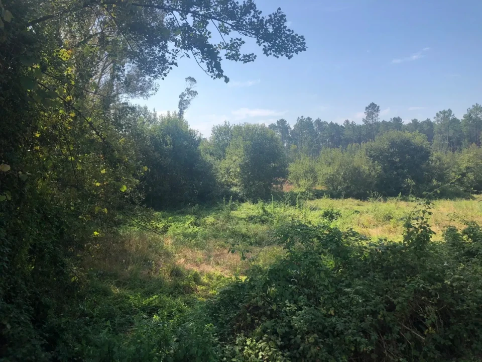 Terreno para Venda em Caldas de São Jorge e Pigeiros Foto 7