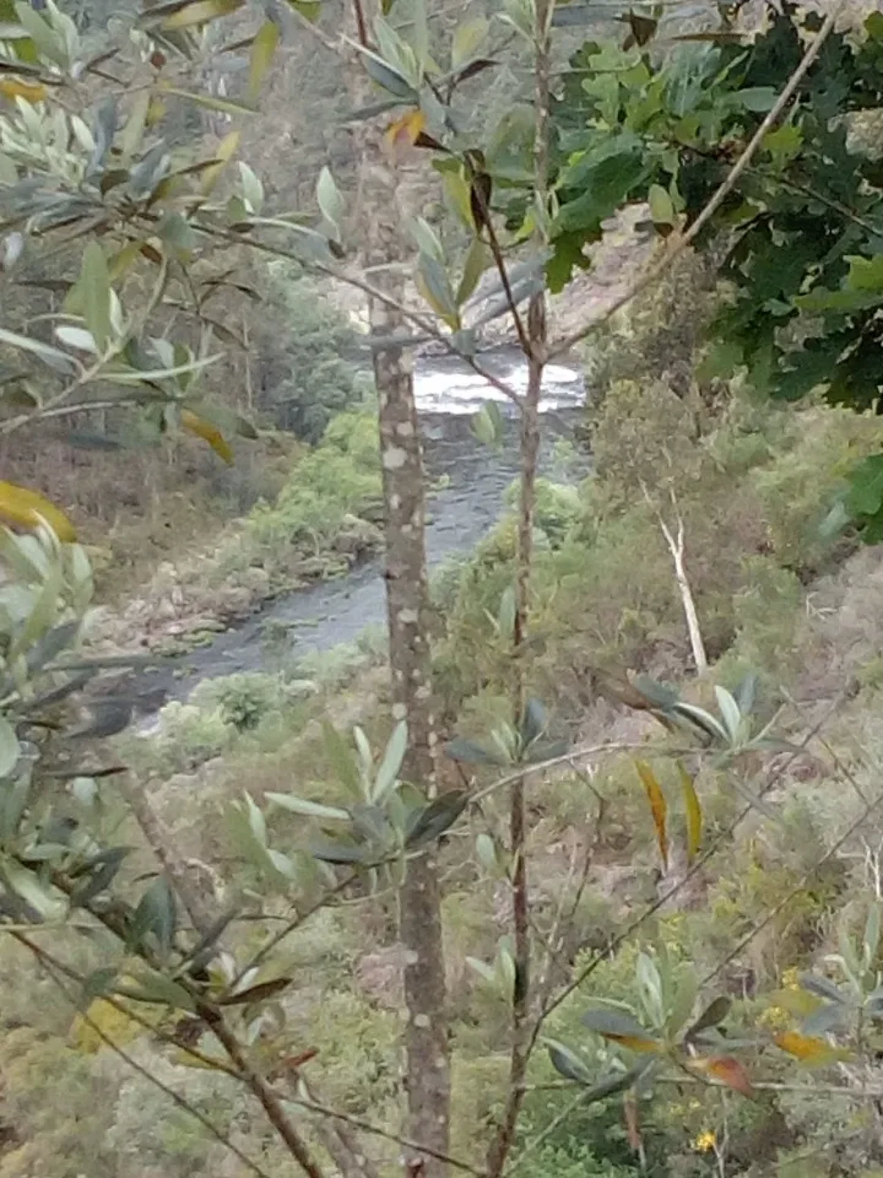 Terreno para Venda em Canelas e Espiunca Foto 13
